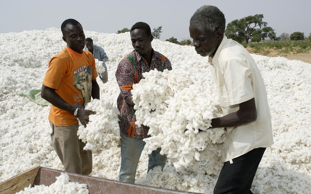 Sustainable Cotton
