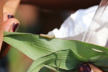 Ich bin ein Alternativtext