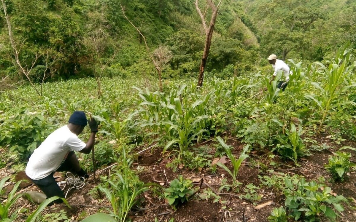 Sustainable use and restoration of forests