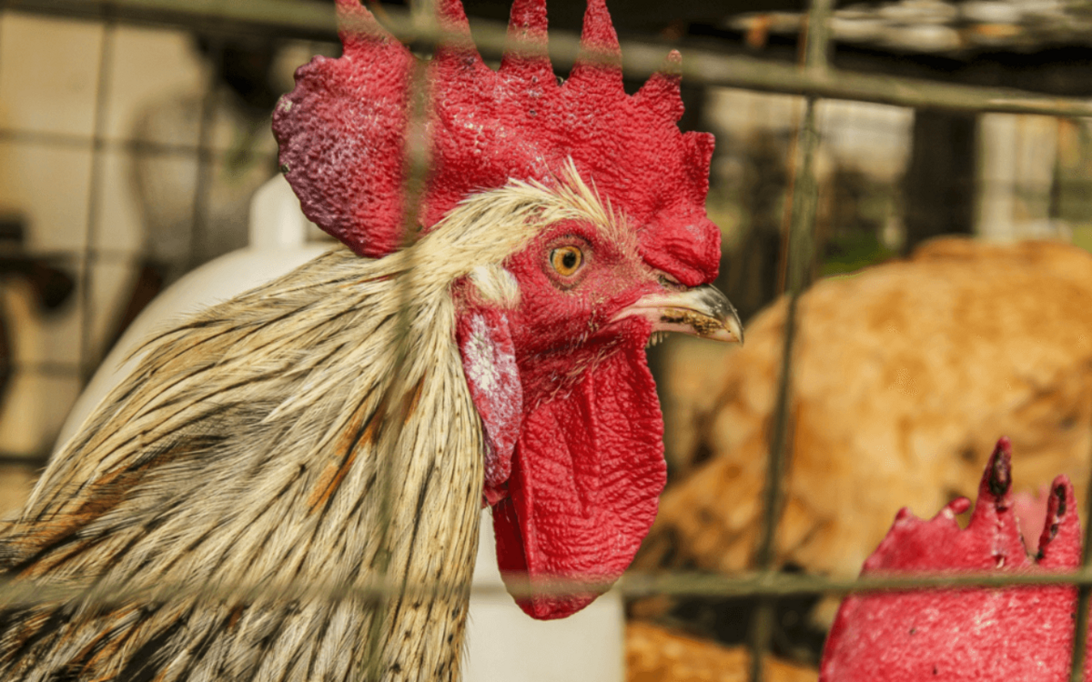 Do import restrictions really benefit the local poor in West Africa?