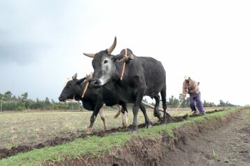Ich bin ein Alternativtext