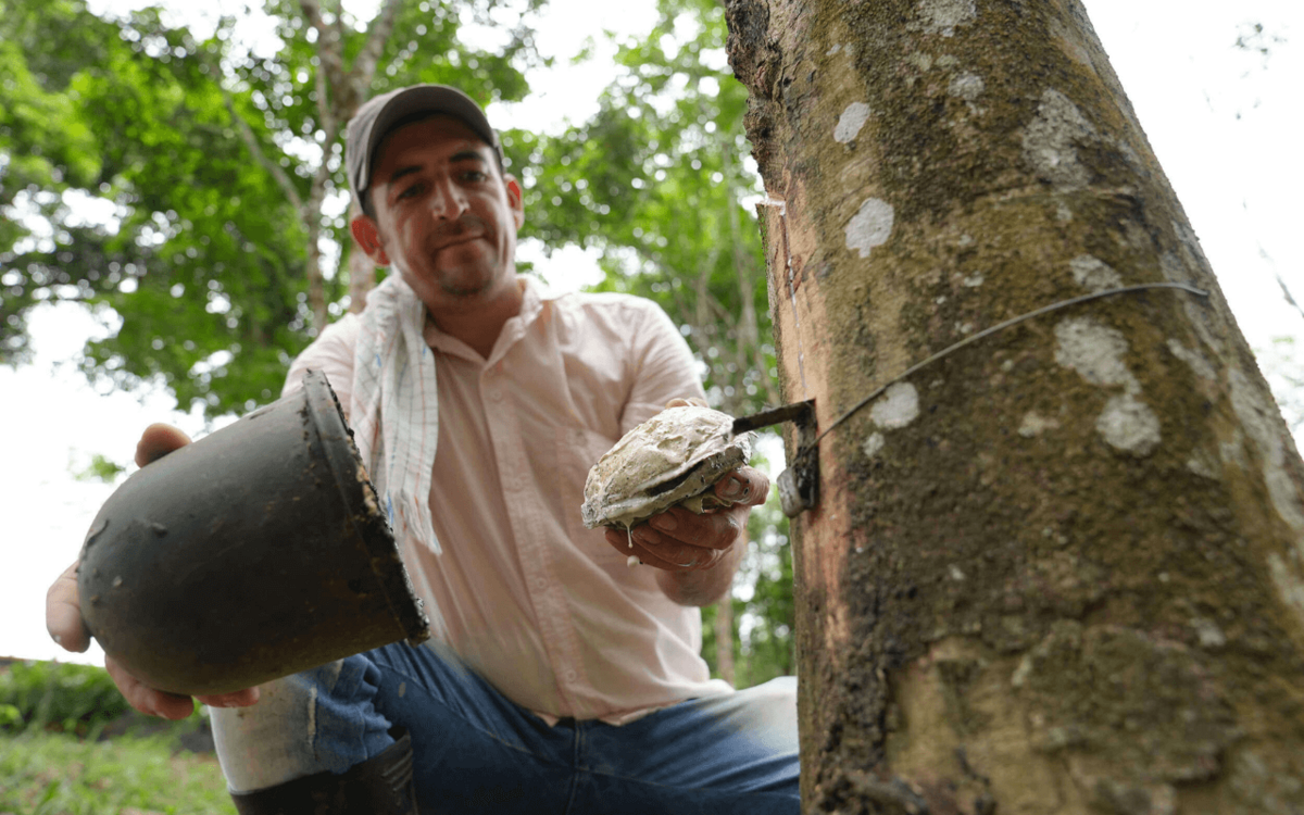 Vom Baum auf die Straße: Die Geschichte von Naturkautschuk