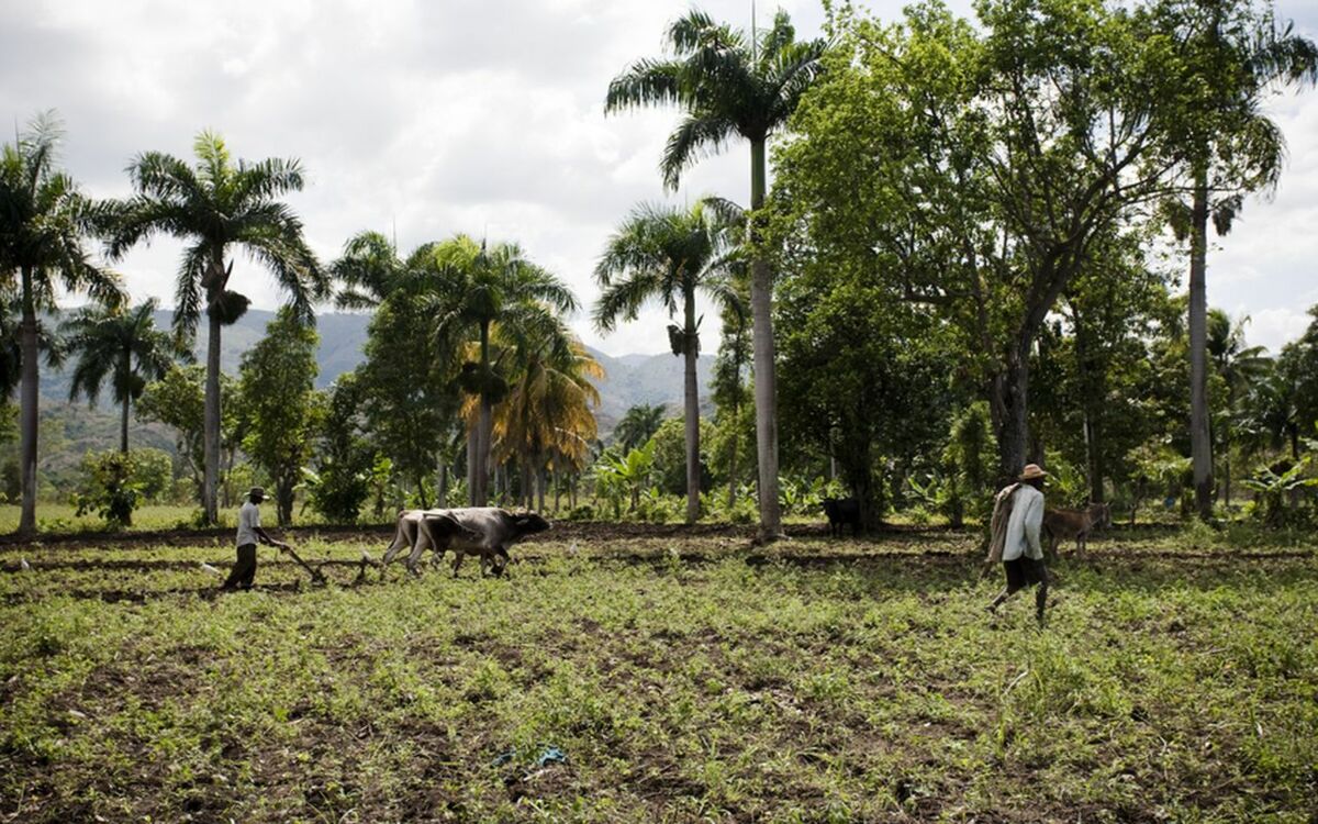 Erfolgreiche Geschäftsmodelle für Afrikas Landwirtschaft