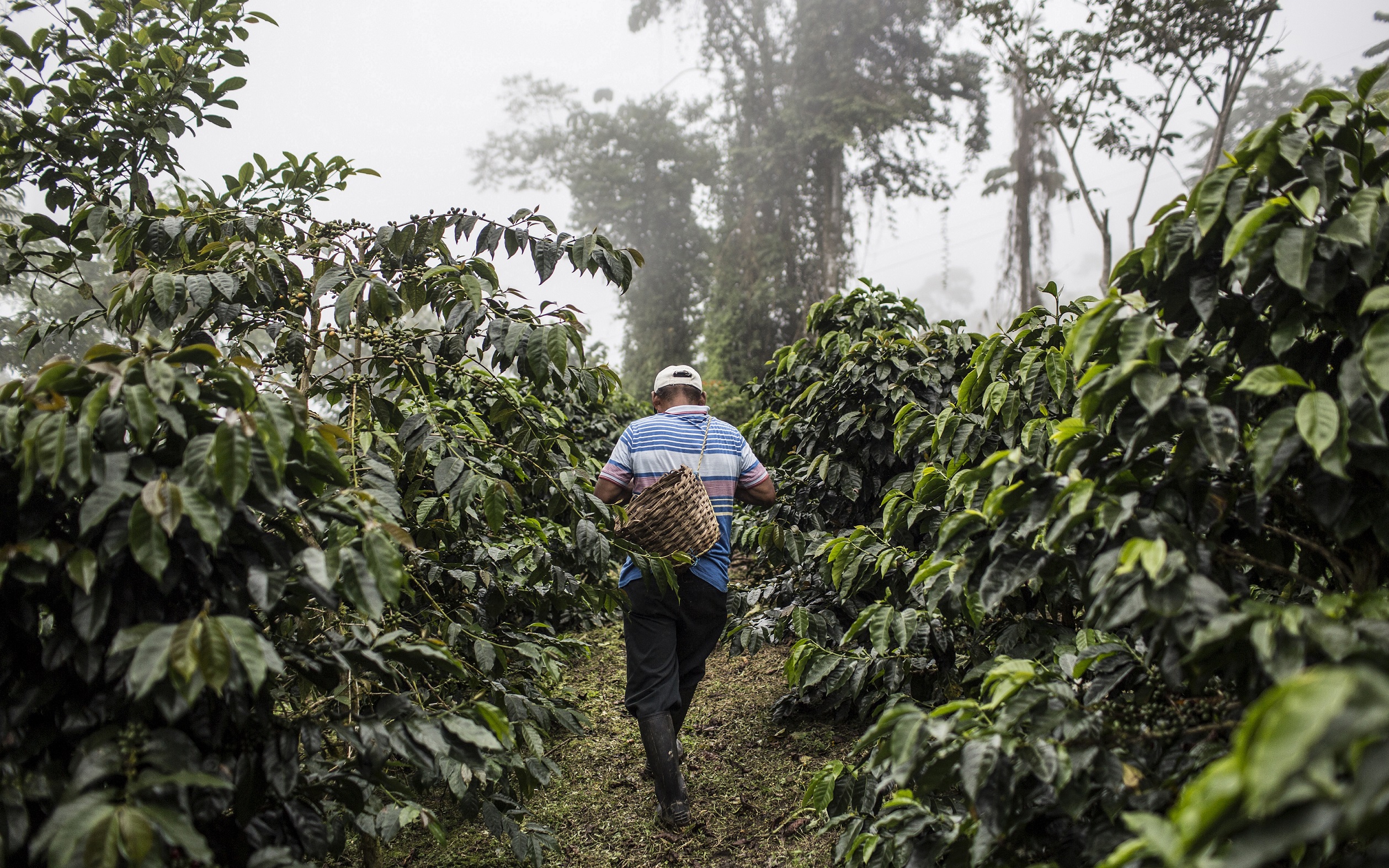 A coffee plantation in Peru. © Leslie Searles, GIZ
