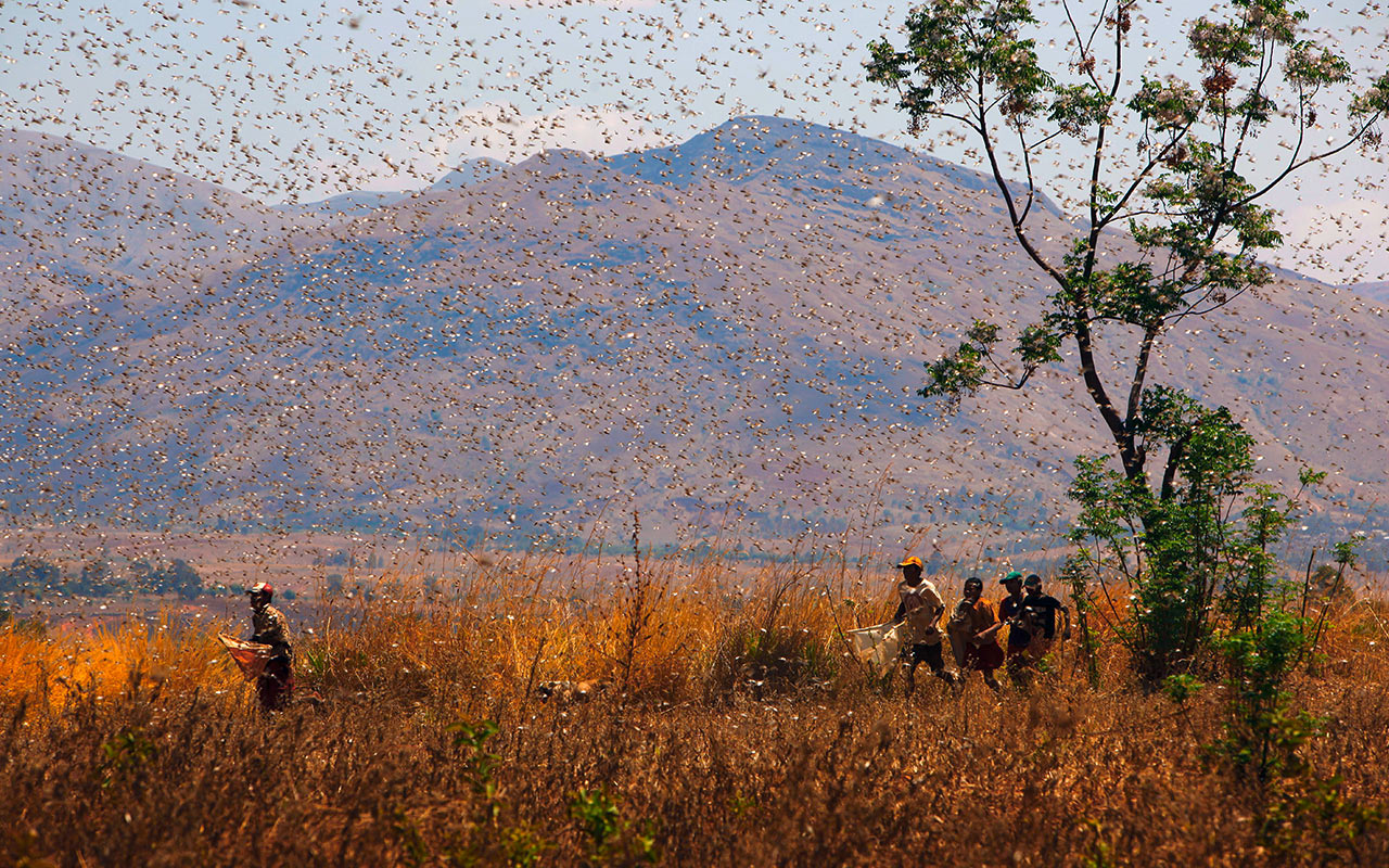 Locust plague in the highlands of Madagascar. Photo: dpa Picture-Alliance